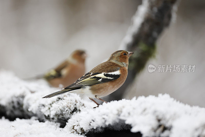 冬天的苍头燕雀(Fringilla coelebs)